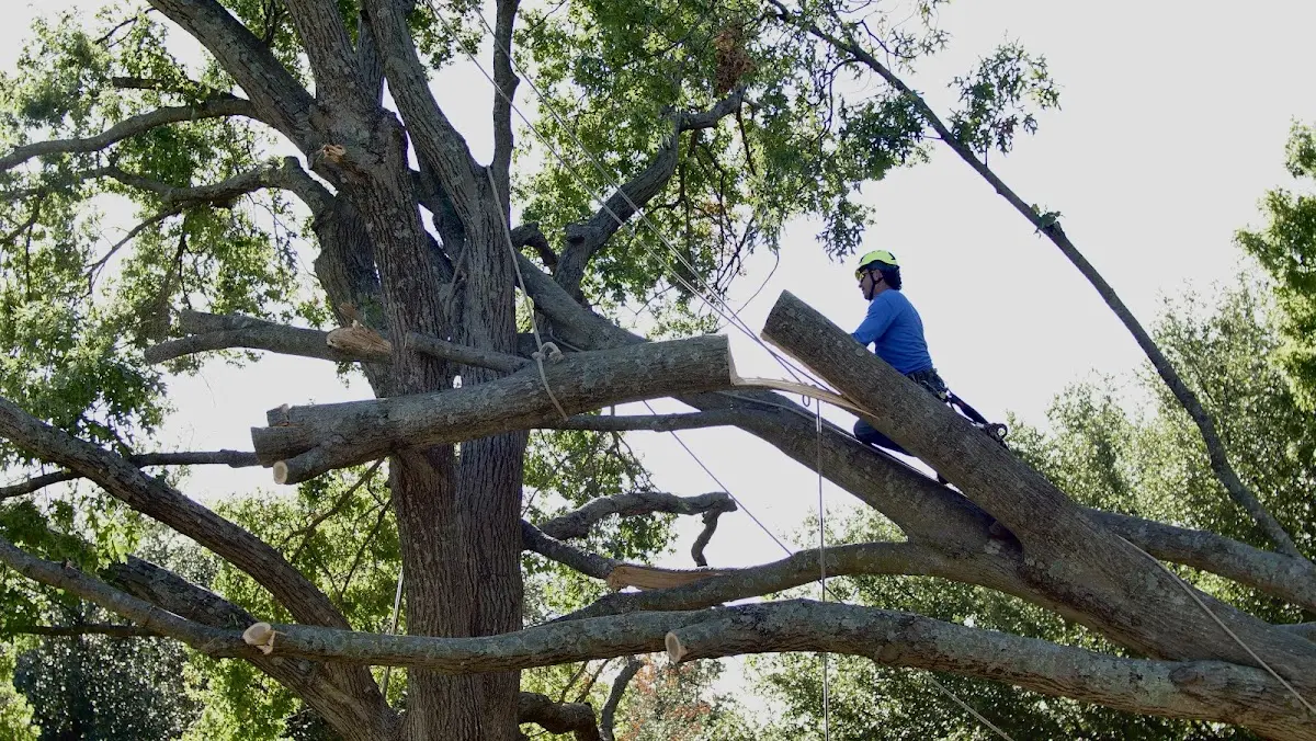 Professional Hazardous Tree Removal performed by certified arborists in Mill Spring