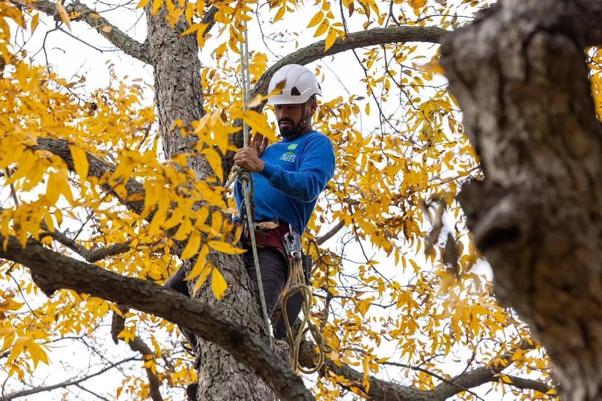 Skilled Tree Transplanting crew working in Mill Spring